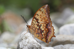 Charaxes kahruba