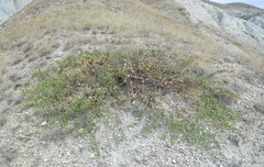 Capparis spinosa herbacea