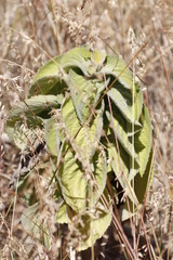 Coleus barbatus grandis