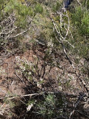 Cyanothamnus anemonifolius variabilis