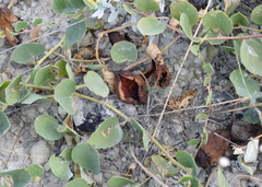 Capparis spinosa herbacea