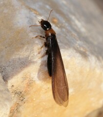 Kalotermes flavicollis