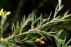 Pultenaea juniperina