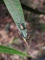 Amorbini