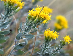 Galatella villosa