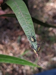 Amorbini