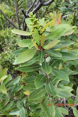 Laurophyllus capensis