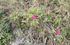 Hedysarum tauricum