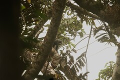 Cercopithecus nictitans