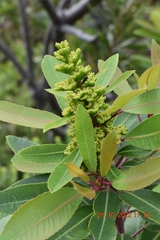 Laurophyllus capensis