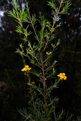 Pultenaea juniperina