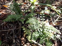 Asplenium rutifolium
