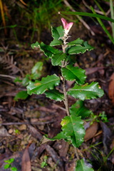 Olearia erubescens