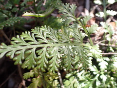 Asplenium rutifolium