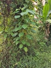 Hura crepitans