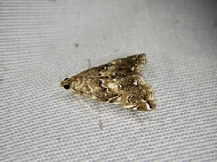 Elophila turbata