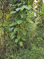 Hura crepitans