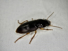 Harpalina