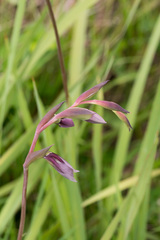 Gladiolus papilio