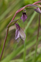 Gladiolus papilio