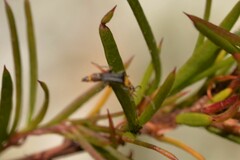 Chauliognathus sydneyanus