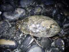 Hydrophilus acuminatus