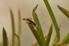 Chauliognathus sydneyanus