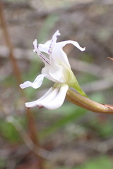 Disa sagittalis