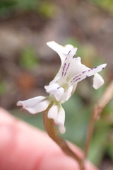 Disa sagittalis
