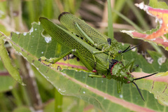 Phymateus viridipes