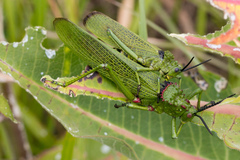 Phymateus viridipes