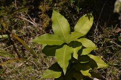 Notelaea longifolia