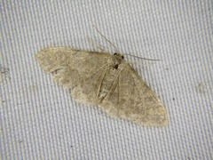 Idaea auricruda