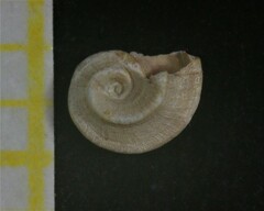 Gyraulus stankovici