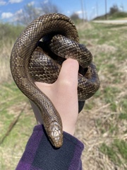 Lampropeltis calligaster