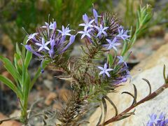 Merciera eckloniana