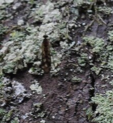 Sylvicola
