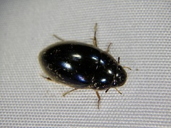 Sternolophus rufipes