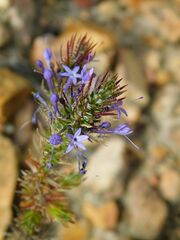 Merciera eckloniana