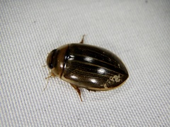 Hydaticus grammicus