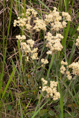 Helichrysum appendiculatum