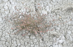 Pyankovia brachiata