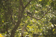 Cercopithecus nictitans