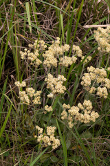 Helichrysum appendiculatum