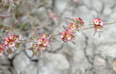 Pyankovia brachiata