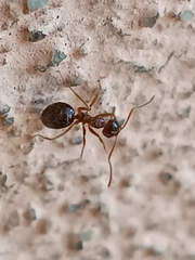 Prenolepis nitens