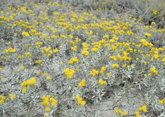 Galatella villosa