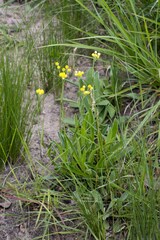 Helichrysum longifolium