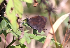 Mahathala ameria