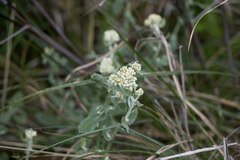 Helichrysum panduratum